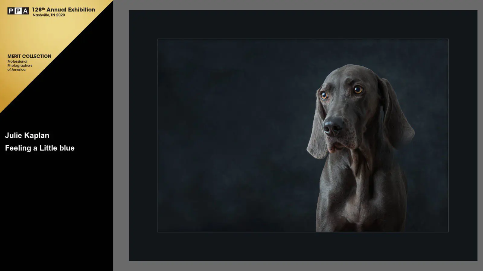 A dog with long hair is looking at the camera.