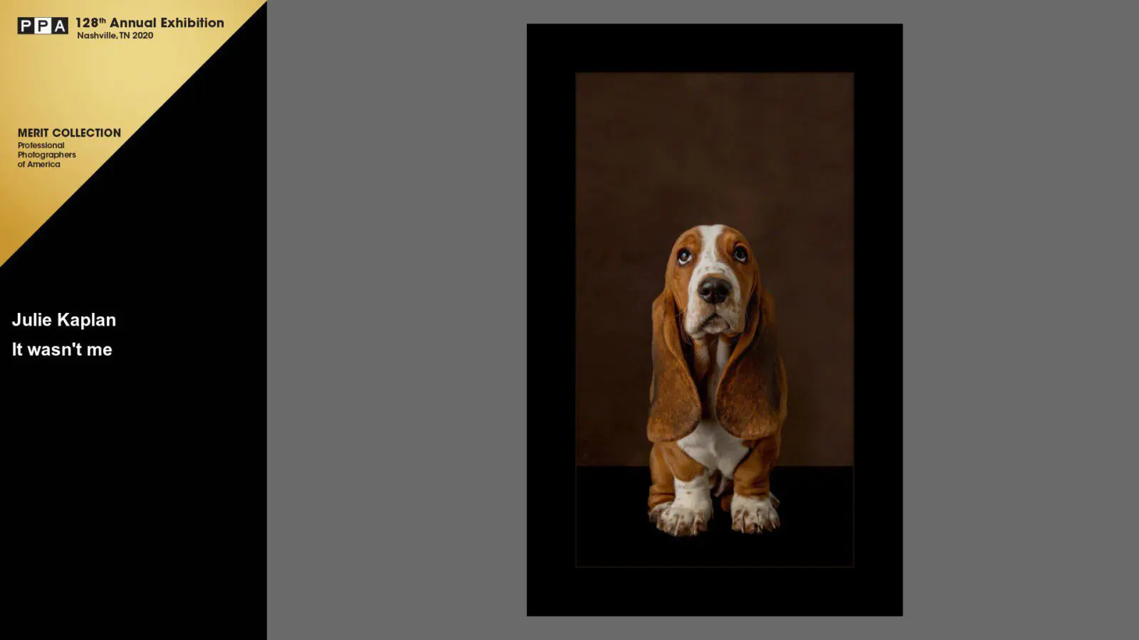 A dog sitting in front of a black background.