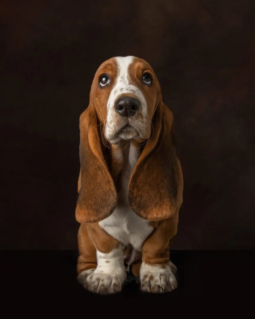 A brown and white dog sitting on top of a table.