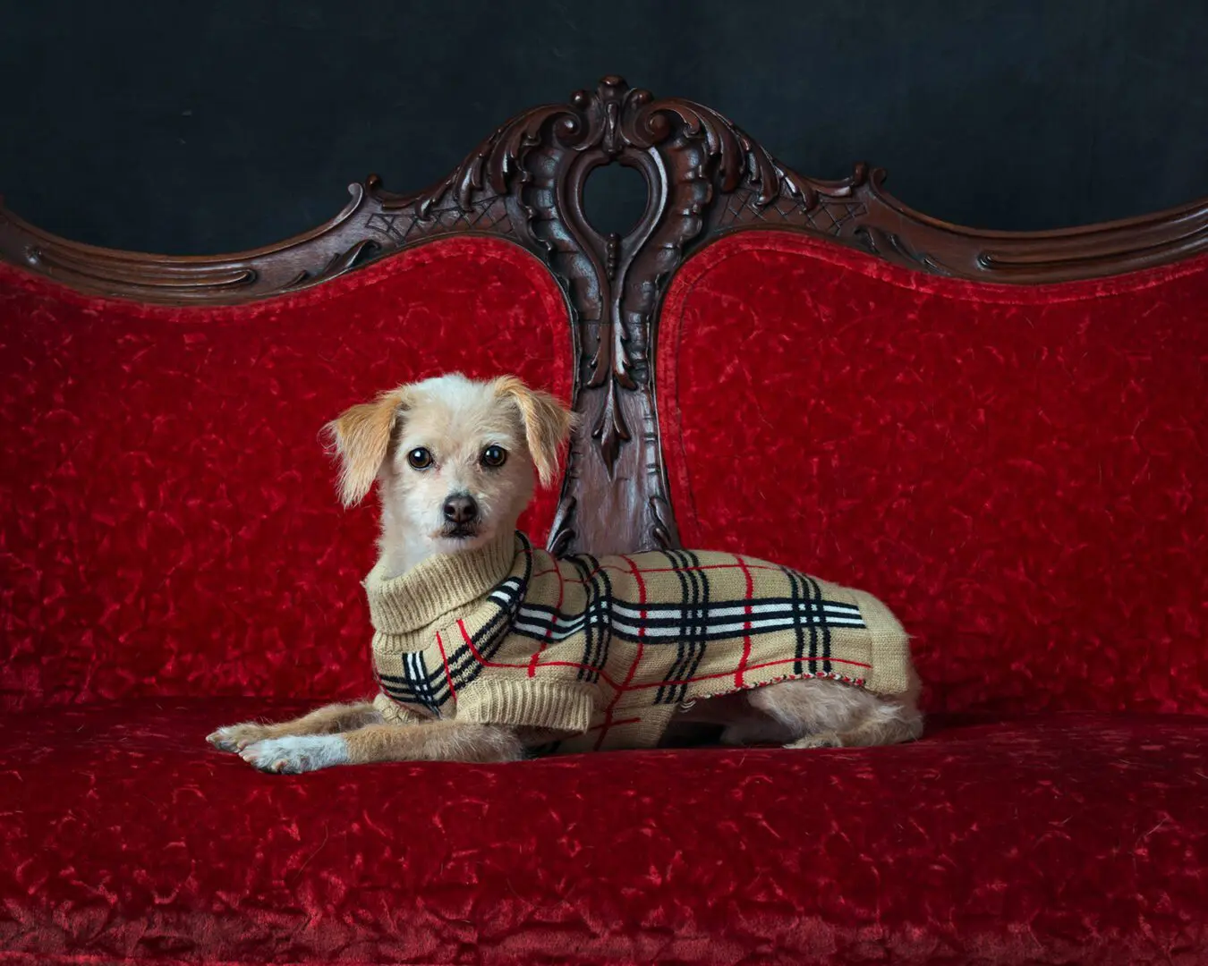 A dog wearing a sweater sitting on a red couch.