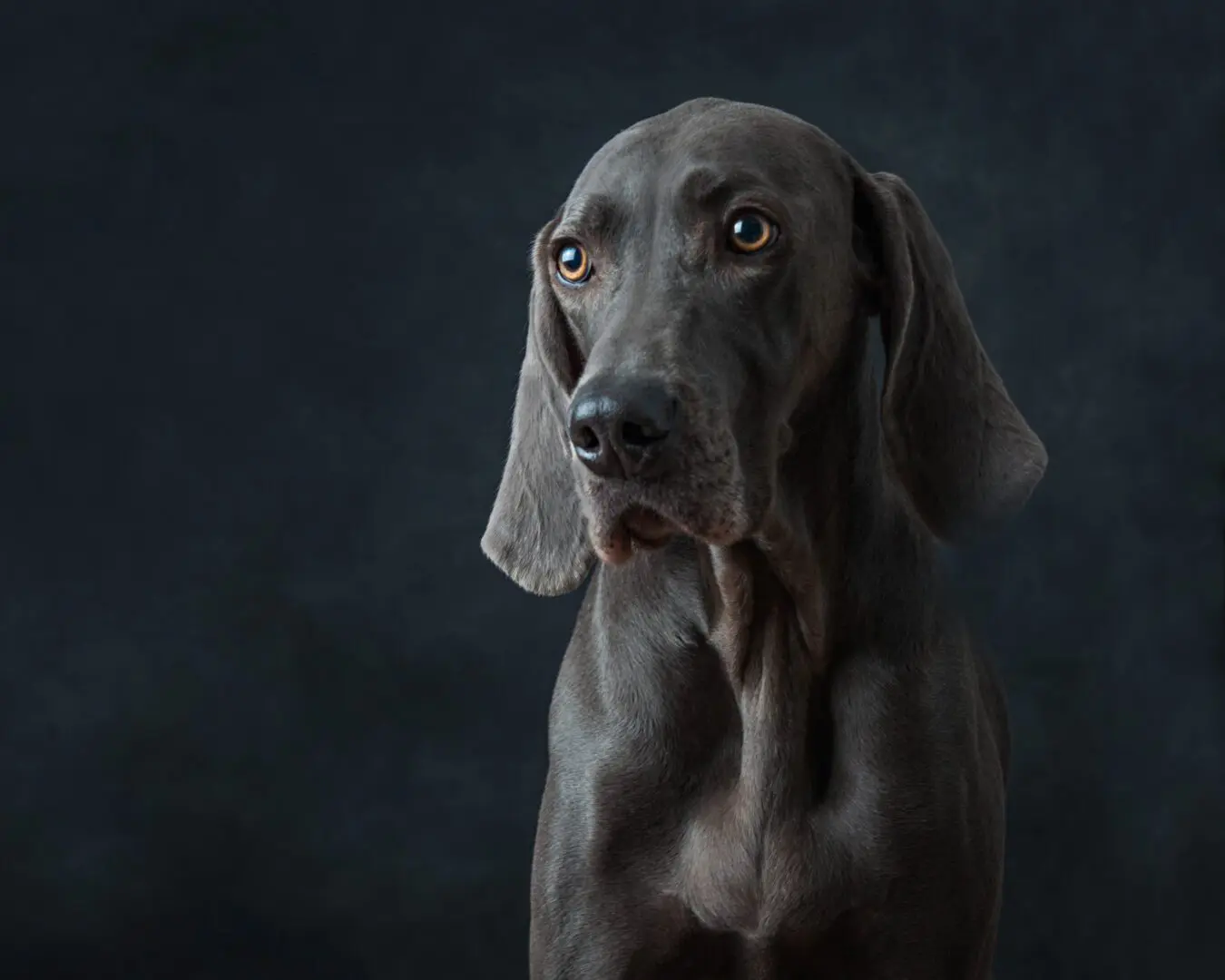 A dog with long hair is looking at the camera.