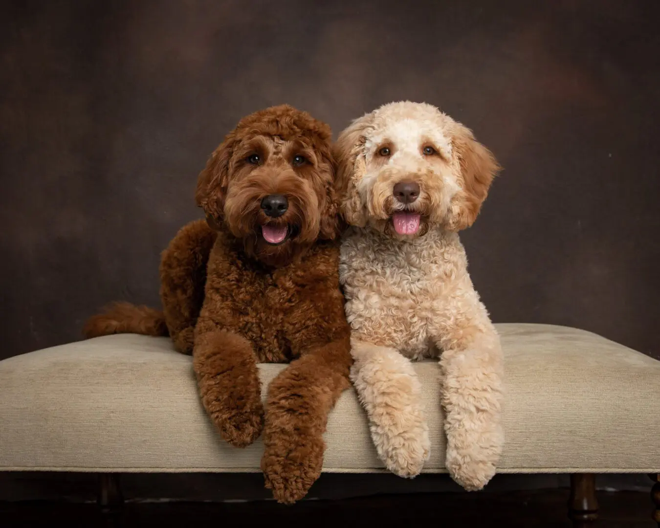 Two dogs sitting on a bench with one dog laying next to the other.